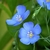 Shallowly bowl-shaped, pale blue flower