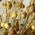 A mass of small, globose, dry, brown capsules.