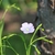Shallowly bowl-shaped, pale blue flower