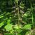 Liparis lillifolia