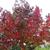 Liquidambar styraciflua