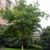 Liquidambar formosana