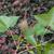 Liquidambar formosana