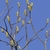 Male flower racemes in early Spring
