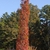 Form in fall