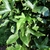 Leaves close up -Aug. 12 Wake Co., NC