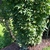 Branches extend to the ground -Aug. 12 Wake Co., NC