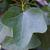 Close up of leaves