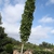 Liquidambar styraciflua "Slender Silhouette'