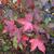 Fall foliage