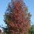 Fall color Form