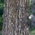 Bark
