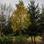 Liquidambar styraciflua