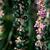 Liriope spp.