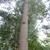 Liriodendron chinense trunk