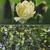 Liriodendron chinense flower