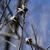 Leaf Buds & Seed Husks - Winter - Warren Co., NC