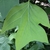 Close-up of the distinctively shaped, 4-lobed leaf.