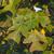 Liriodendron chinense Leaf