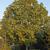 Liriodendron chinense Form
