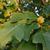 Liriodendron chinense Leaf and Fruit