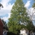 Large, pyramidal tree