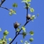 Fruits, small leaves, bud and flowers