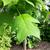 Liriodendron chinense leaf