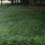 Large planting used on a slope in the late Spring. Southern Wake