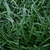 Close up of leaves . Southern Wake County, N.C.