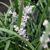 Plant in Bloom