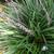 Plant in Bloom