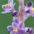 Liriope flower
