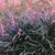 Liriope spp.