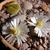 potted succulents with white many-petaled flowers.