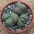 Rounded succulent in a pot.
