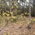 Branellow flowersch with y