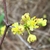 Closeup of yellow flowers