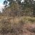 Upright form of the plant