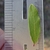 Closeup of leaf