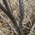Dark gray stems growing out of the ground
