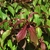 Red new shoots on a dogwood tree
