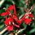Lobelia spp.
