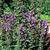 Lobelia spp.