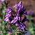 Lobelia spp.