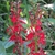 Spikes of bright red flowers.