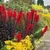 Border planted with yellow flowers & dark-leaved L. cardinalis