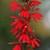 Spike of bright red flowers.