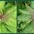A pair of images of the growing shoots. New leaves reddish.