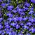 many purple flowers